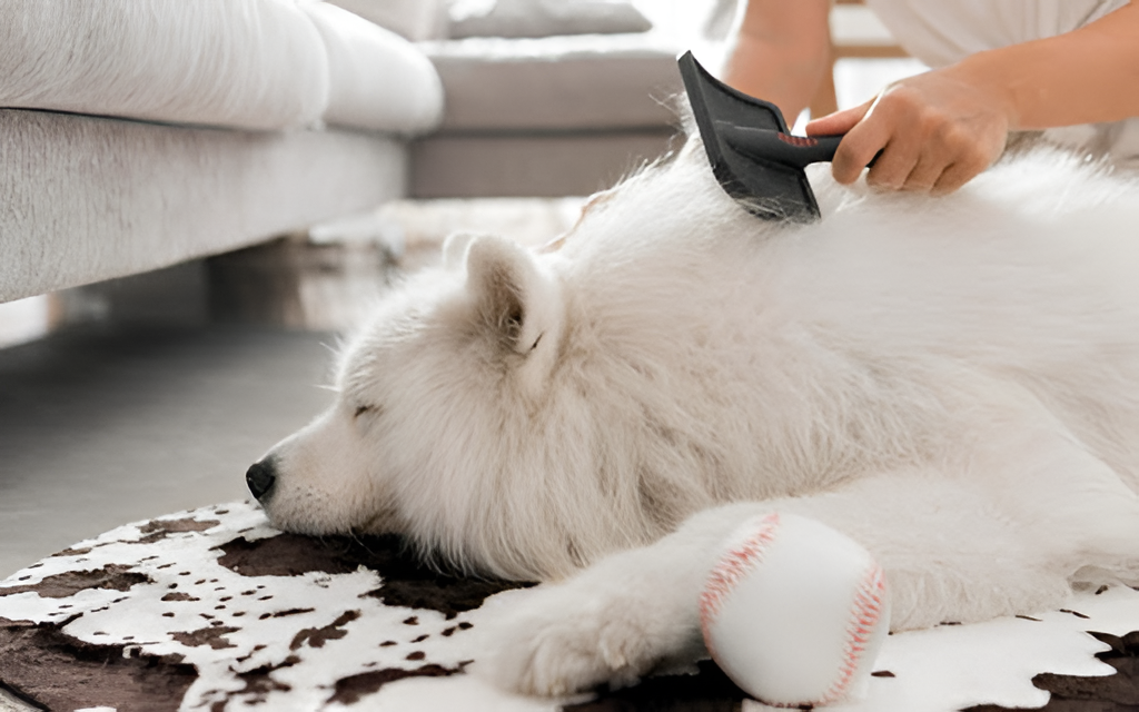 Pet Grooming Made Simple and Safe